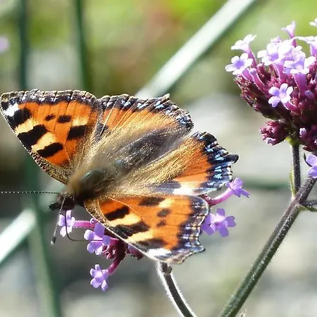 Willowbrook Panzió Nenagh