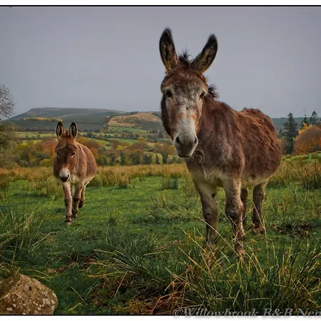 Willowbrook Bed and Breakfast Nenagh