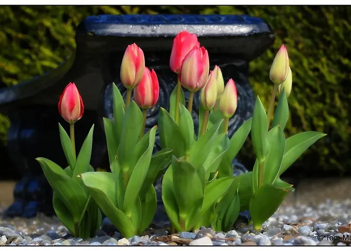 Bed and breakfast Willowbrook Nenagh