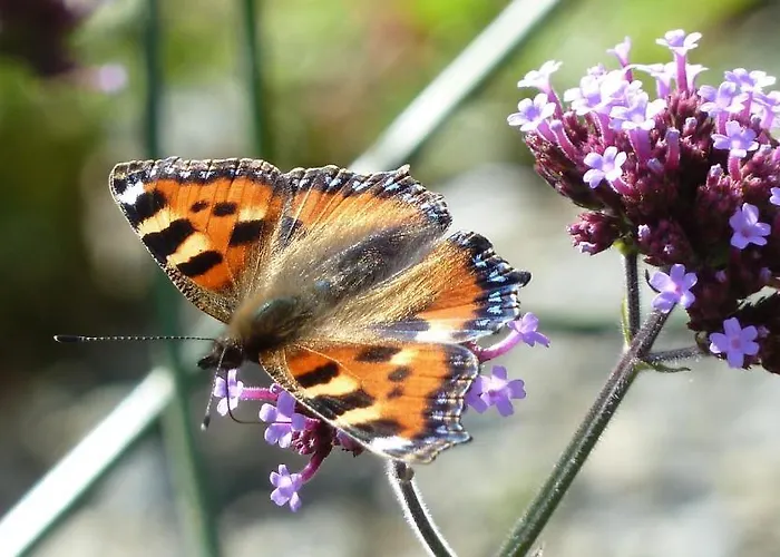 Willowbrook B&B 니나