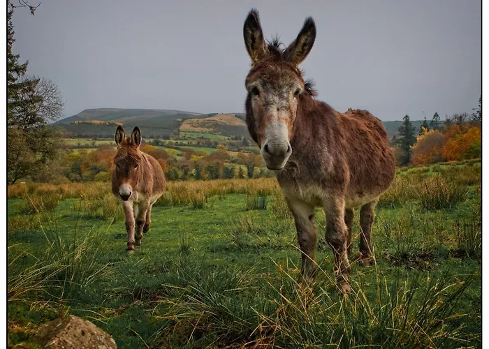 Willowbrook B&B 니나